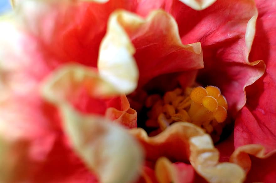 hibiscus, blomst, pistil, petals, blomstre, flora, anlegg, natur, nærbilde