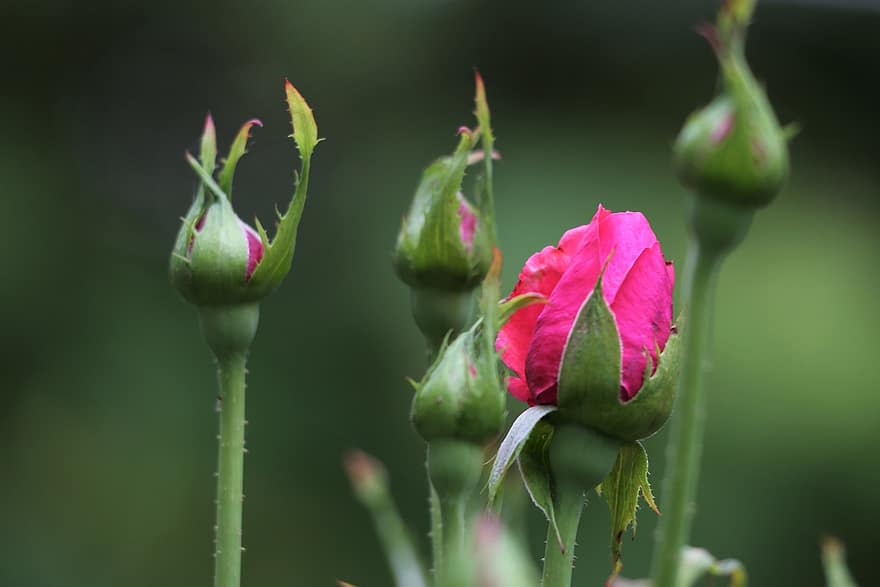 roter Rosensamt, Knospen, Blume, Pflanze, dekorativ, Frühling, Natur