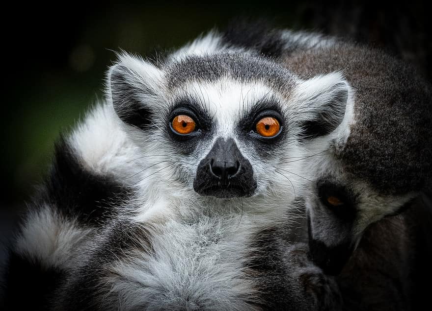 lemurs, kažokādas, savvaļas, sejas, dzīvnieku, fauna, acis
