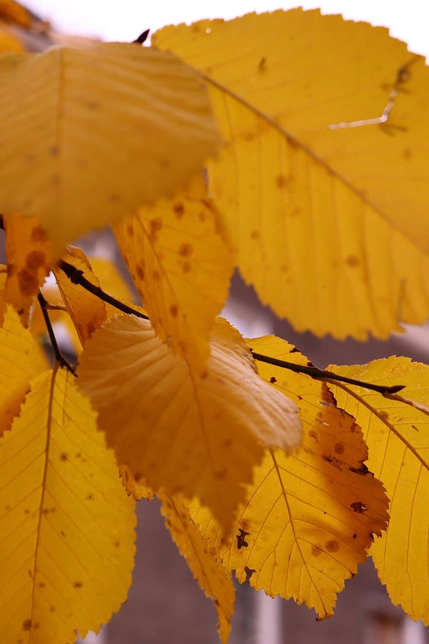liście klonu, żółte liście, listowie