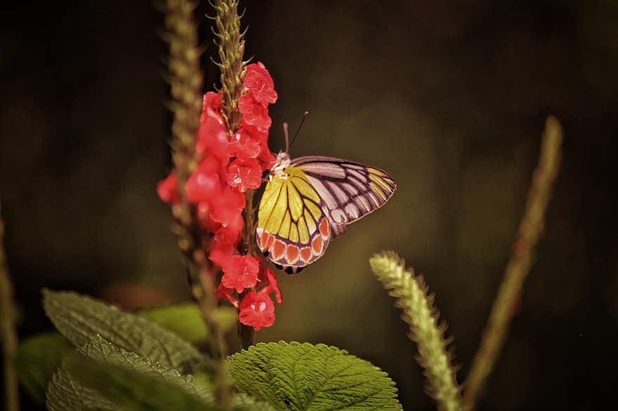 gėlė, apdulkinimas, drugelis, entomologija, vabzdys, pobūdį, miškas, aplinką, lapai, Iš arti, kelių spalvų