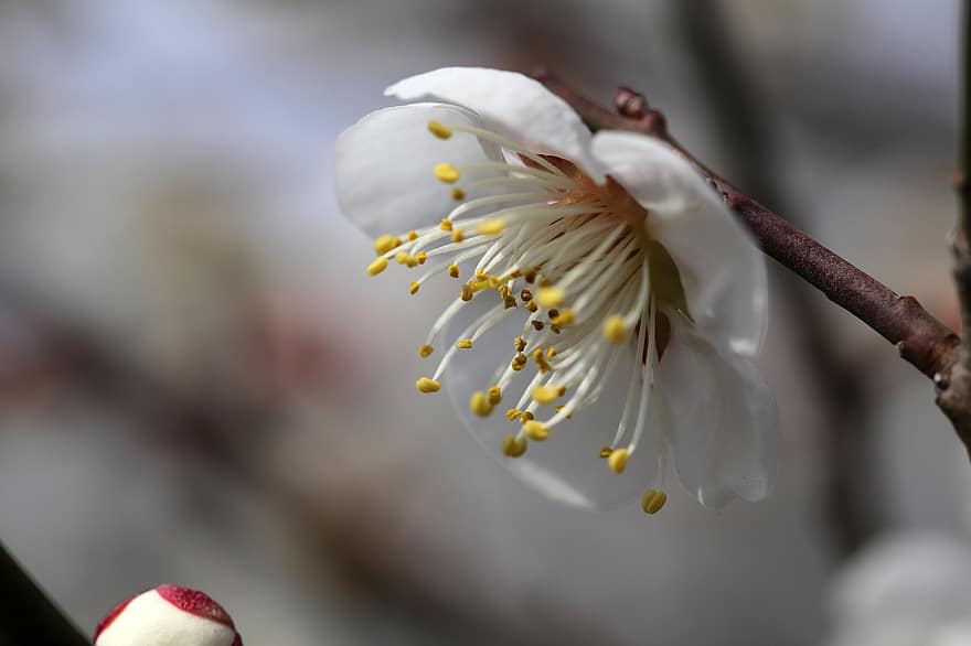 Plum Blossom, White Flower, Spring Flower, Spring, Plum Tree, Flower, Nature, close-up, petal, springtime, plant