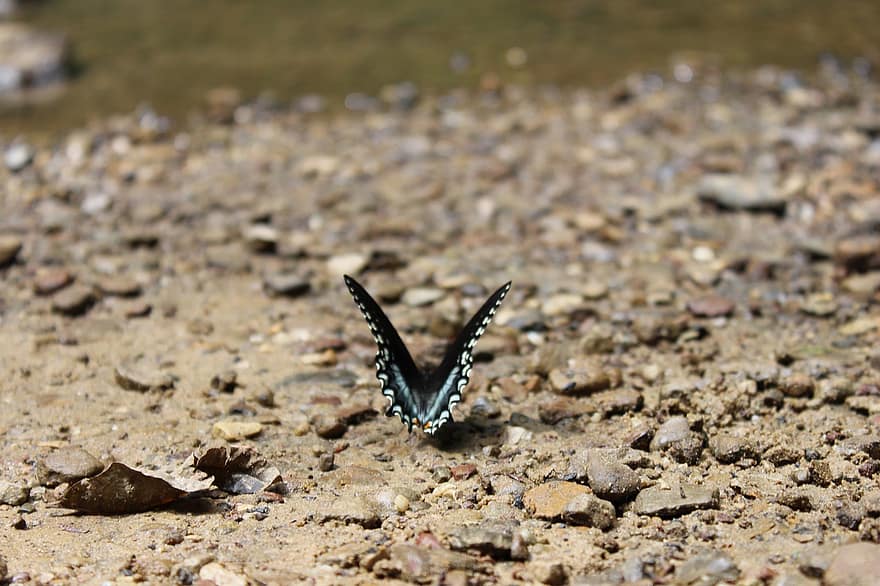 vlinder, rots, detailopname, insect, zomer, macro, multi gekleurd, zand, dieren in het wild, blauw, water
