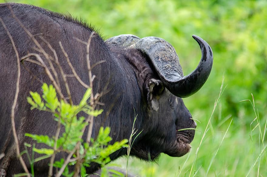 Büffel, wild, Kruger