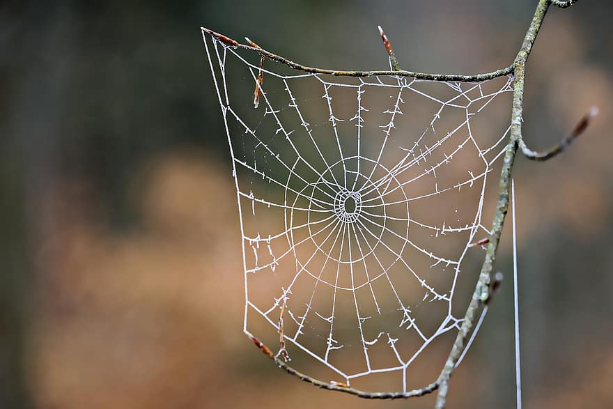 Spinnennetz, Frost, gefroren, kalt, Eis, Raureif, vereist, Netz, eisig, winterlich, Nahansicht