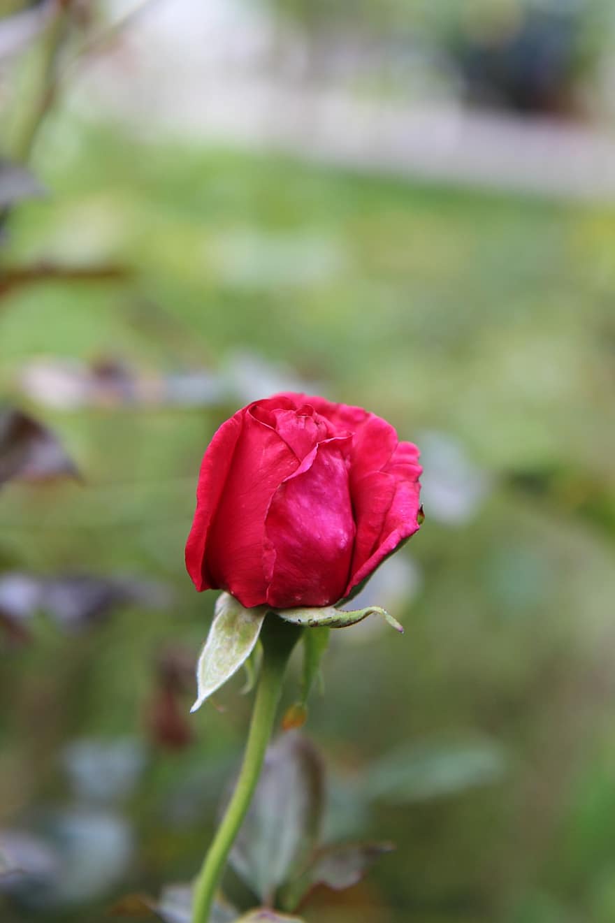 fleur, Rose, rosier, bouton de rose, floraison