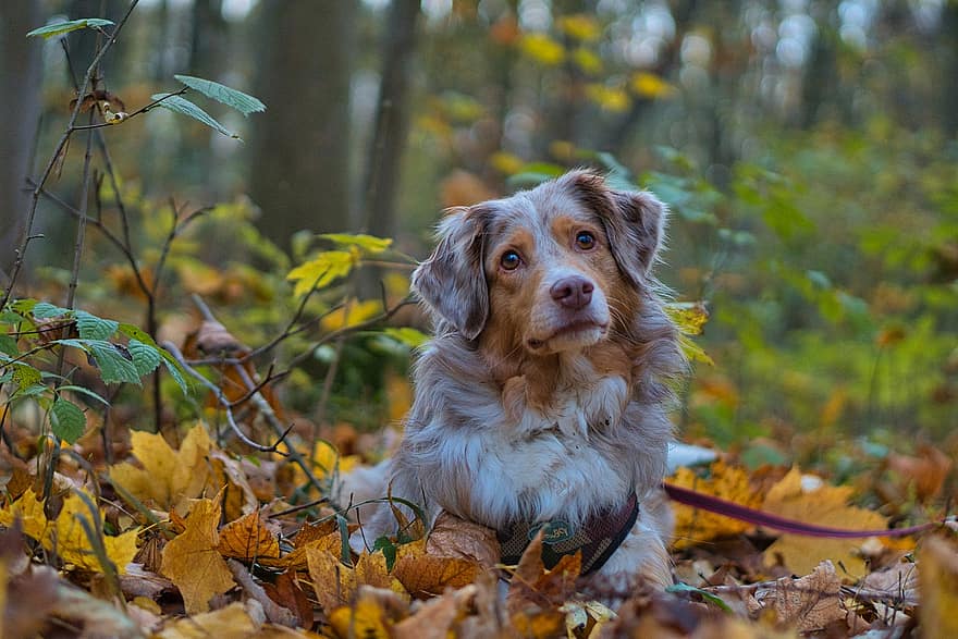cão, floresta, outono, animal, cão doméstico, canino, mamífero, fofa, encantador, ao ar livre, chão da floresta