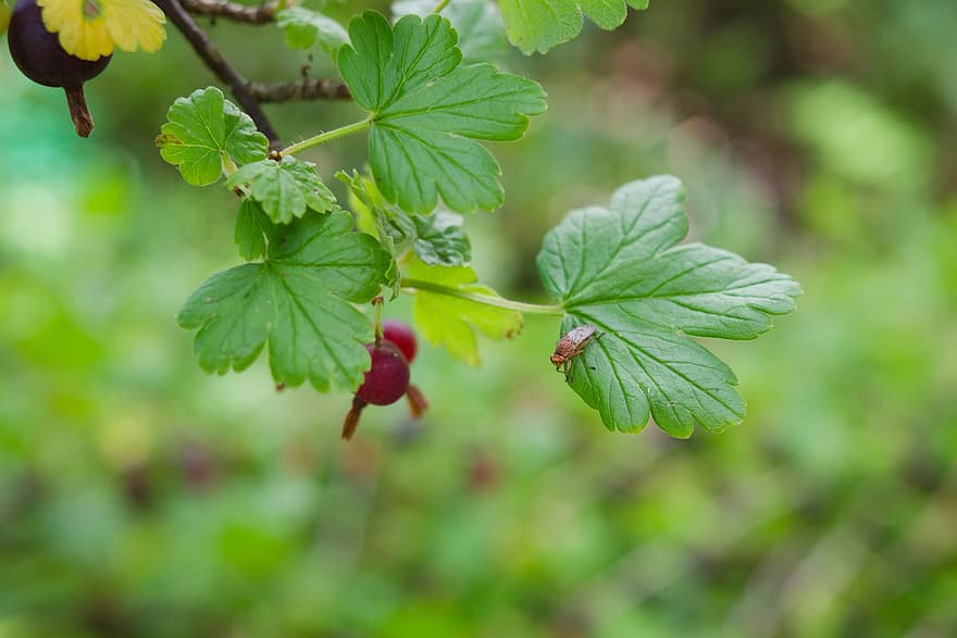 Gooseberry, Fly, Leaves, Branch, Insect, Animal, Foliage, Plant, Nature