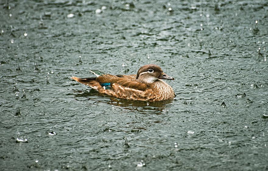 патица, зеленоглава патица, езеро, вода, дъждовни капки, водни птици, водна птица, женска патица, женска птица, женска буца, птица