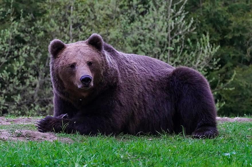 Urso marrom, animal, Prado, Urso, animais selvagens, selvagem, animal selvagem, mamífero, predador, região selvagem