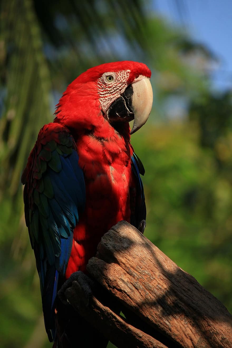 μακώ, παπαγάλος, πουλί, πολύχρωμα, σκαρφαλωμένο, φτερά, κόκκινο macaw, ave, πτηνά, ορνιθολογία, παρατήρηση πουλιών