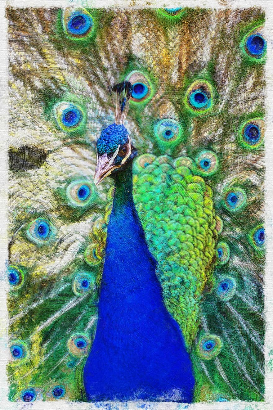 burung, merak, bulu, kreativitas, karya seni, lukisan, ilmu burung, jenis, fauna, multi-warna, biru