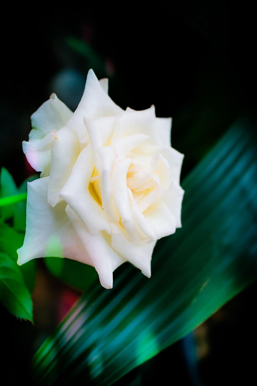 Rose, hvid blomst, kronblade, flora, botanik, natur