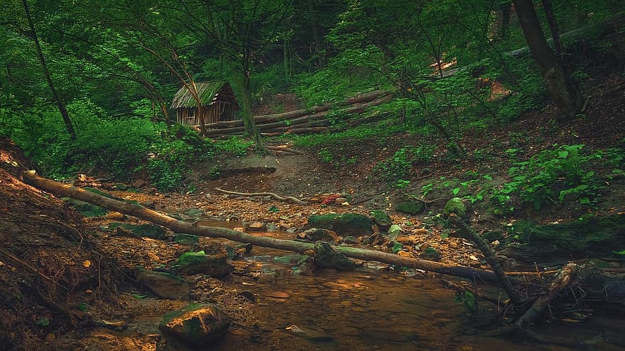 木、家、ストリーム、石、岩、森林、自然