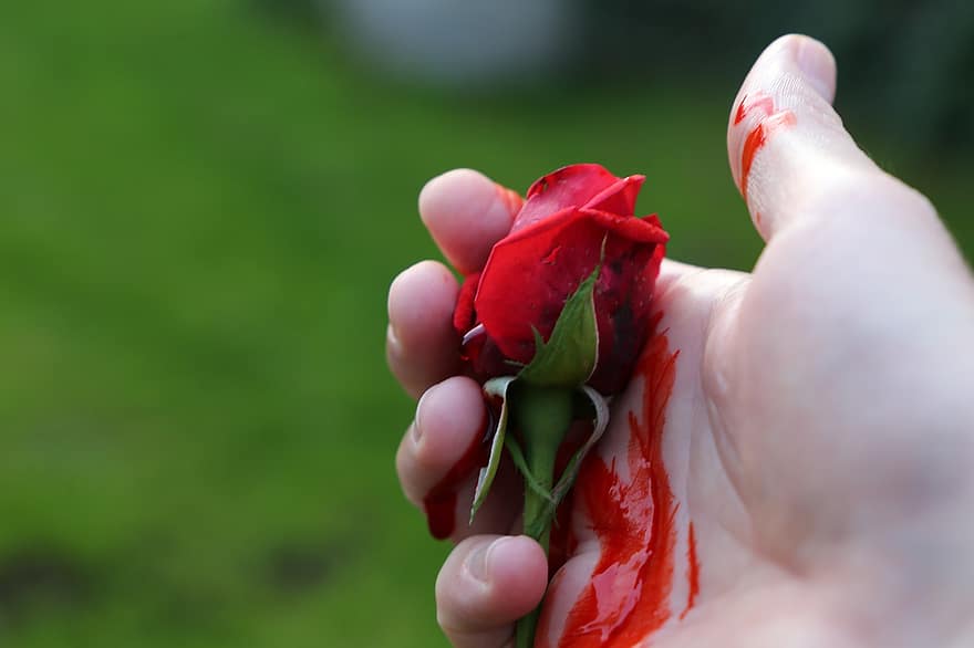 Bloedige Roos, hand-, diepe emoties, verdrietig, tragedie, leed, verschrikking, bloed, droefheid, herinneren, Fluwelen roos