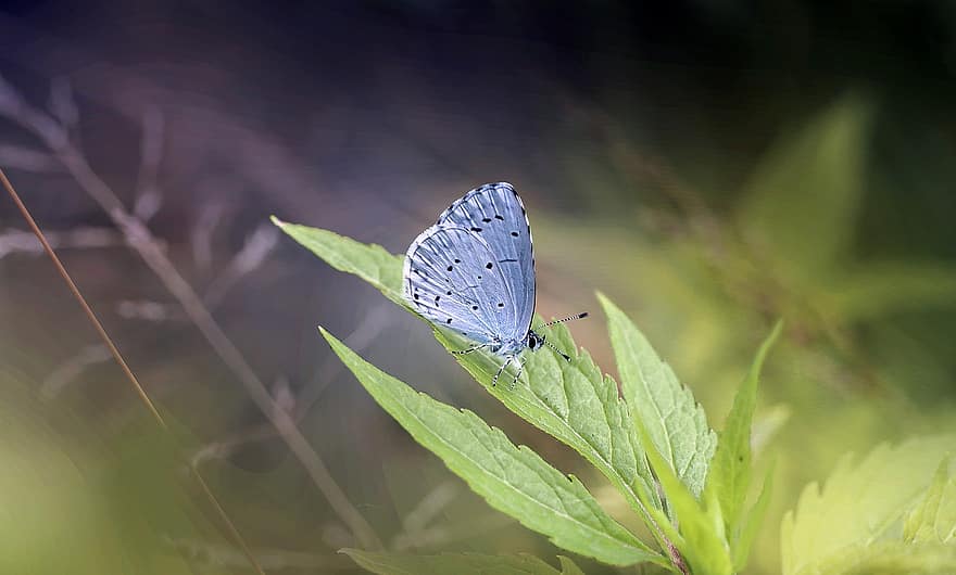 Schmetterling, Insekt, Natur, Schmetterlinge, Sommer-, Flügel, Insekten, bunt, Makro, Blau, der Hintergrund