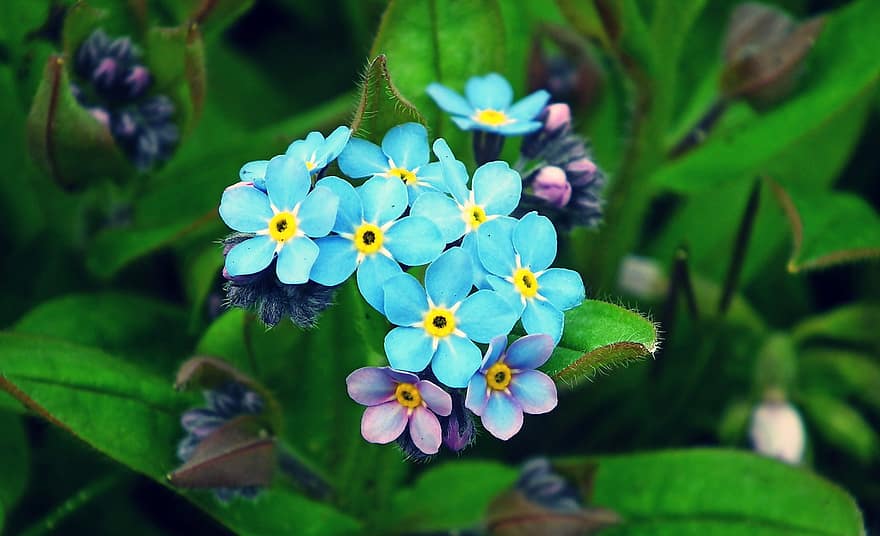 fiori, non ti scordar di mé, piccoli fiori, petali, petali blu, fioritura, fiorire, flora, natura, piante