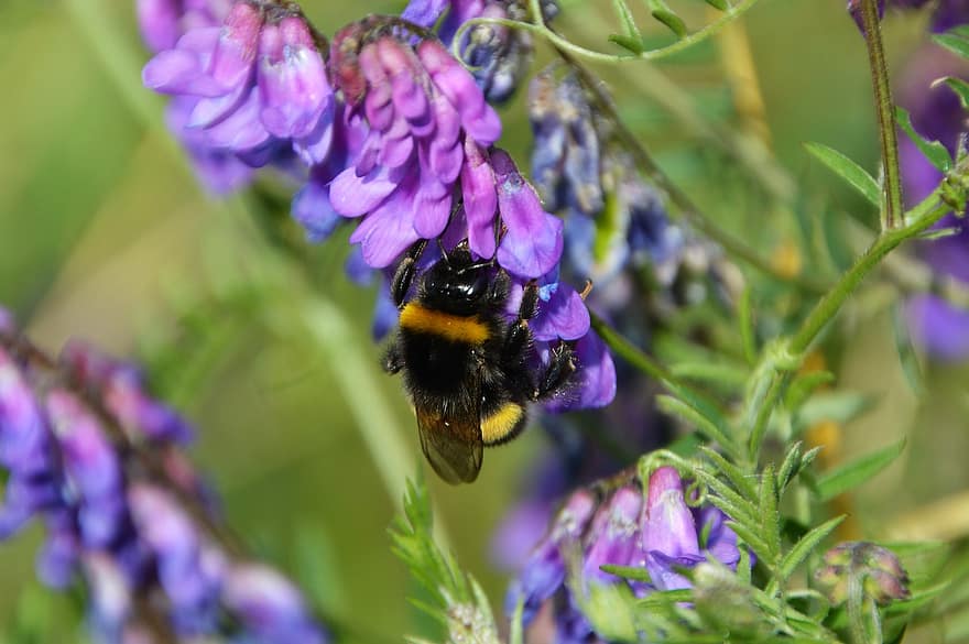 Bourdon, serangga, serbuk sari, penyerbukan, sayap, lupin, bunga, ungu