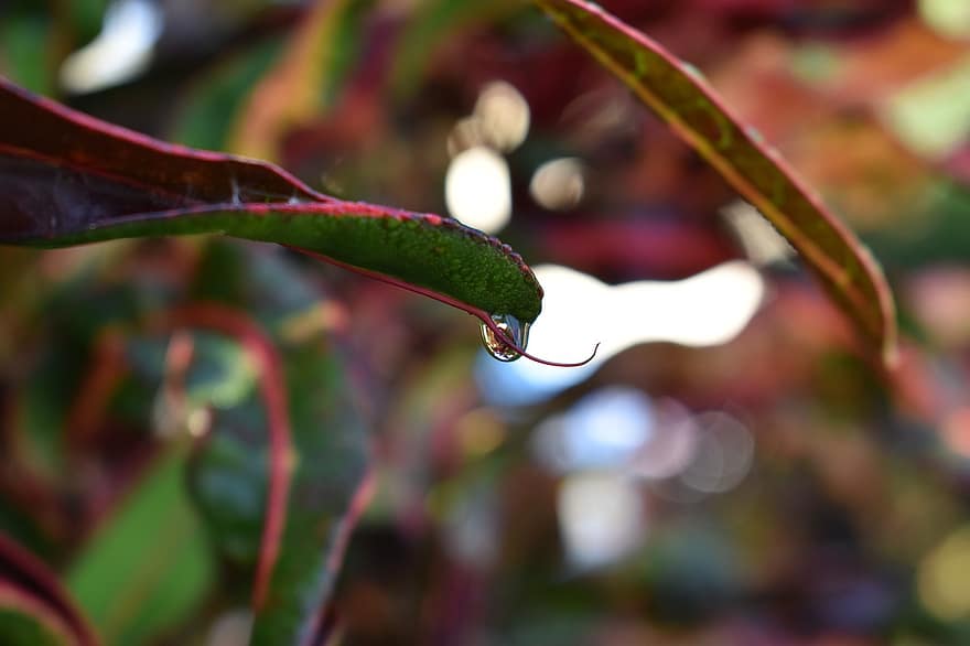 frunze, plantă, picătură de apă, rouă, ploaie