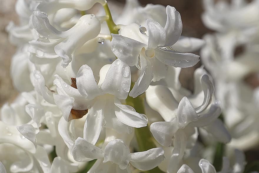 білий гіацинт, білі квіти, Білі гіацинти, гіацинти, цвітіння, квітковий, роса, мокрий, краплі роси, краплі дощу, Рослина