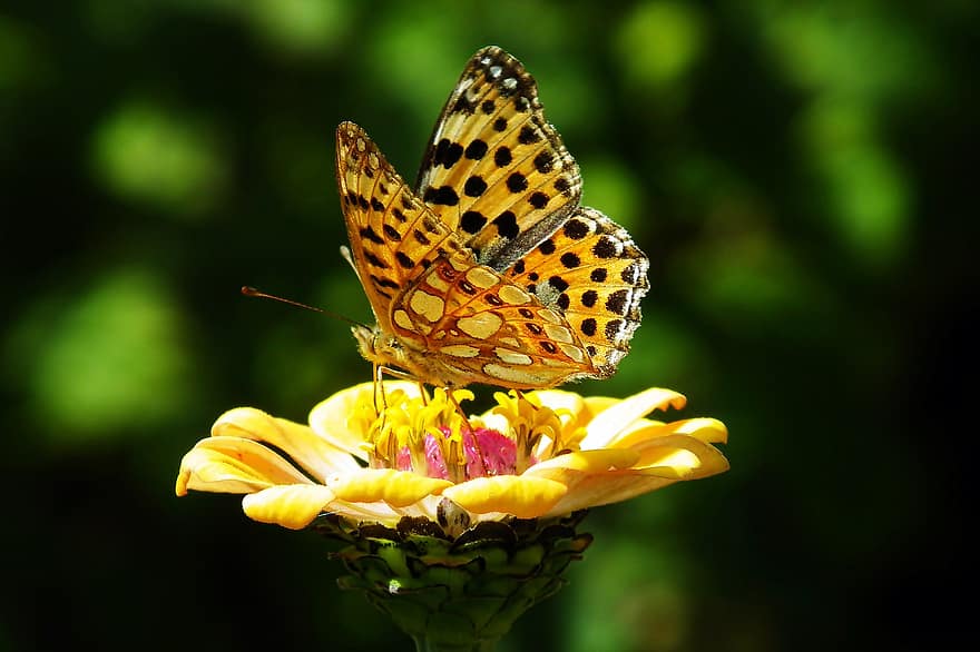mariposa, flor, polen, polinizar, polinización, flor amarilla, alas de mariposa, insecto con alas, insecto, lepidópteros, entomología