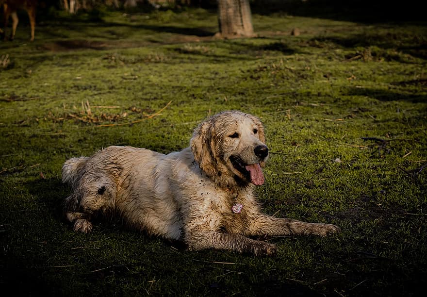 Labrador, köpek, kirli, kirli köpek, dil dışarı, Evcil Hayvan, park, çimen, hayvan, portre, köpek portre