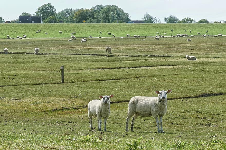 ovelha, pasto, mar do Norte, Frísia do Norte, watt, natureza