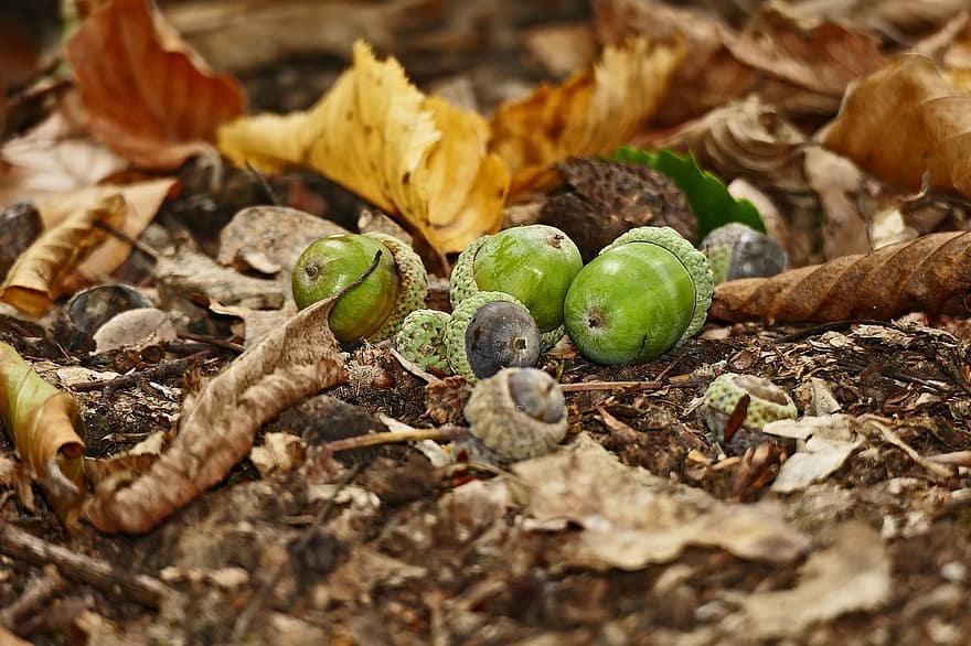 žaludy, les, listy, podzim, Příroda, ovoce, dub