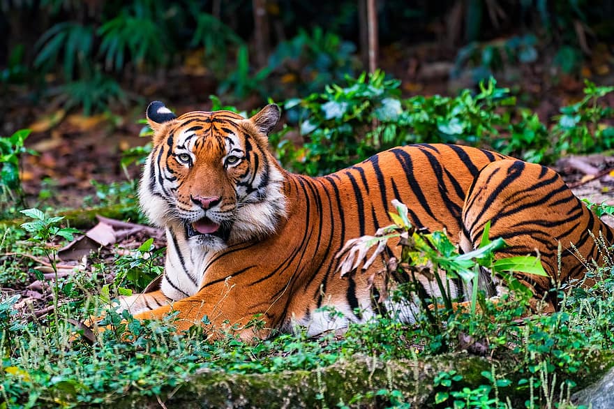 虎、動物、哺乳類、大きな猫、捕食者、肉食動物、マレータイガー、野生動物、ベンガルトラ、飼い慣らされていない猫、野生の動物