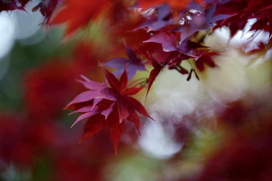 lehdet, vaahtera, puu, vaahteranlehdet, punaiset lehdet, syksyn lehdet, syksyn värit, syksyllä, syksy lehdet, syksy