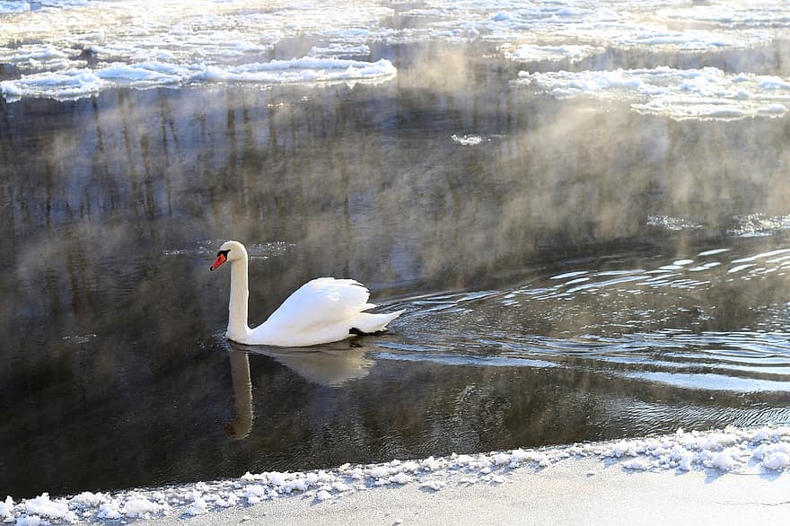 лебед, птица, река, лед, птичи, клюн, пера, перушина, скреж, зима