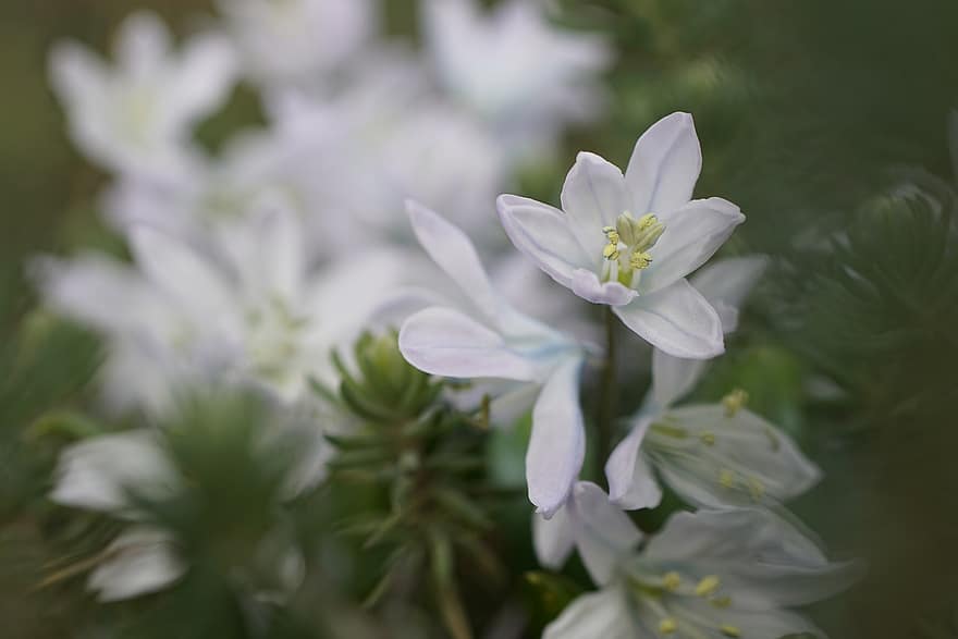 Hyazinthe, Blumen, Pflanze, weiße Blumen, blühen, Frühling, Natur, Garten, Nahansicht, Blume, Blau