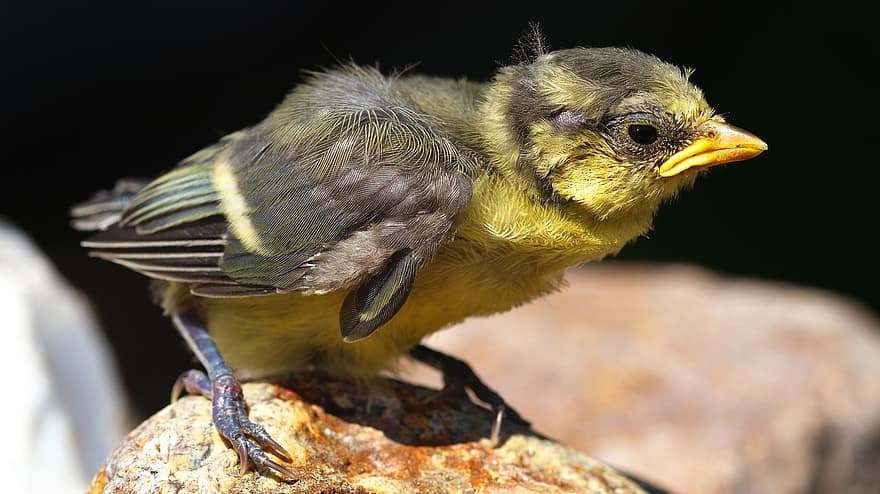 Goldfinch, Bird, Small Bird, Animal, Songbird, Feathers, Beak, Bill, Ave, Avian, Nature