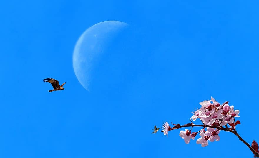 cielo, cielo azul, árbol, rama de la flor, flor de melocotón, naturaleza, Luna, astro, Satélite natural, árbol de coco, hojas