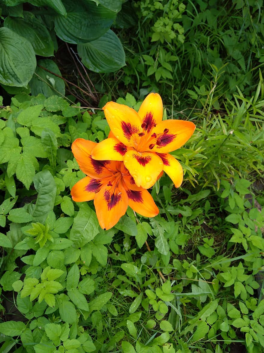 Lilien, orange Blumen, Garten, Natur, Blumenbeet