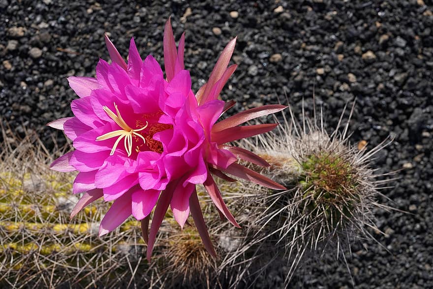botánica, cactus, flor, floración, planta, de cerca, hoja, cabeza de flor, pétalo, verano, color rosa