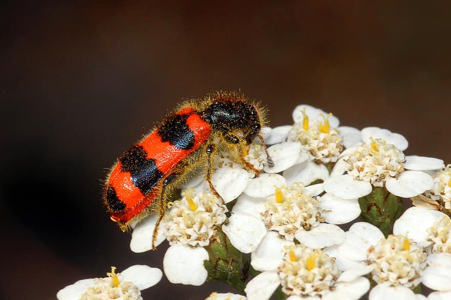 arılar, böcekleri, böcek, çiçek, Çiçek açmak, immenkäfer, doğa, kapatmak, renkli böcek, yaz resmi, kırmızı