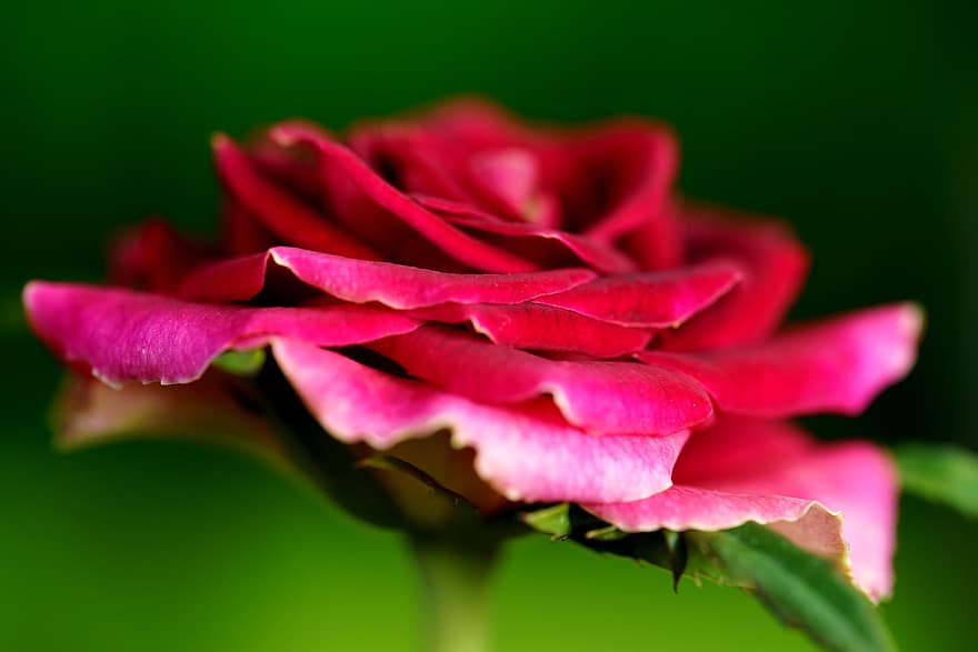 Rosa, Rosa roja, flor roja, flora, naturaleza