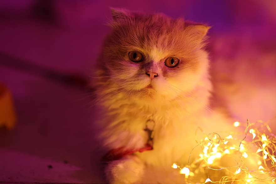 kucing, anak kucing, lampu peri, membelai, hewan, kucing rumahan, licik, mamalia, imut, manis sekali, lampu