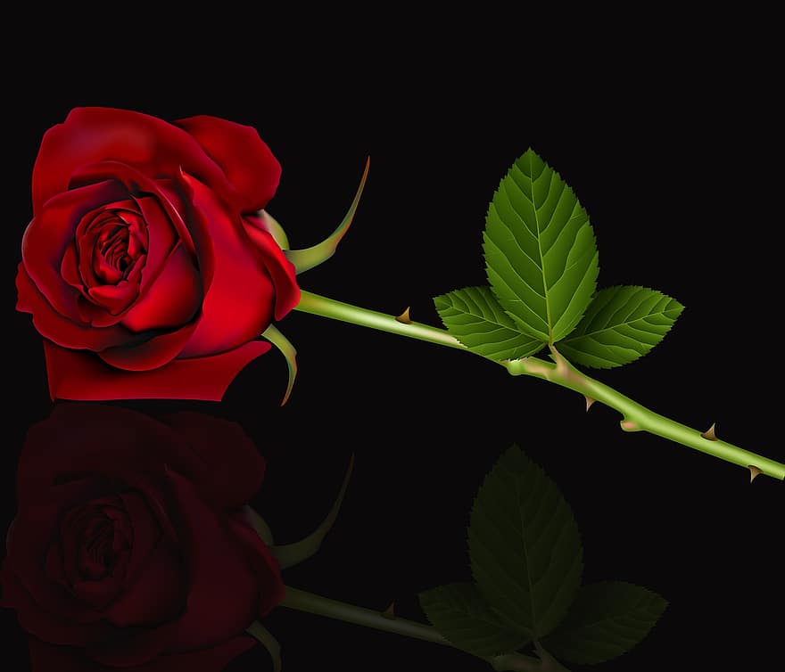 Rosa, цвете, венчелистче, романтичен, цветен, червена роза, червен, черен фон