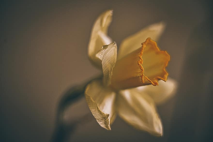 Daffodil, Flower, Plant, Narcissus, Yellow Flower, Petals, Bloom, Nature, close-up, leaf, petal