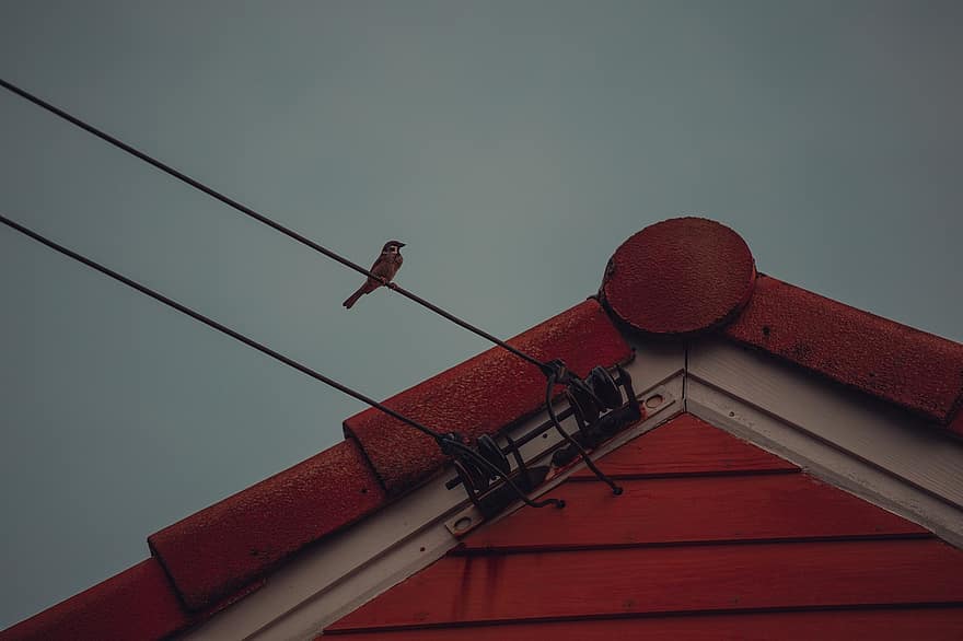 animal, pájaro, casa, naturaleza, techo, madera, de cerca, azul, arquitectura, antiguo, metal