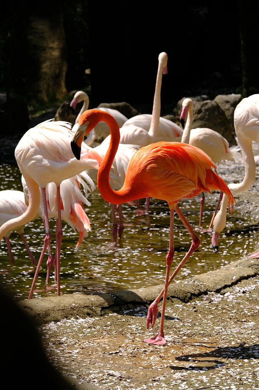 flamenco, flamingo, burung, paruh, bulu, hewan, kebun binatang, alam, warna merah jambu, binatang di alam liar, air