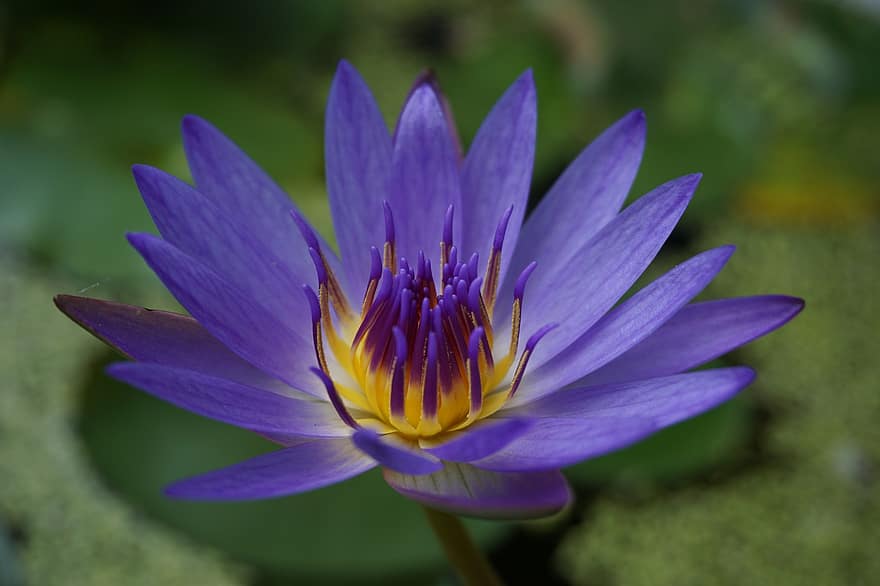 vandens lelija, violetinė gėlė, lotosas, gėlė, pobūdį, vandens augalų