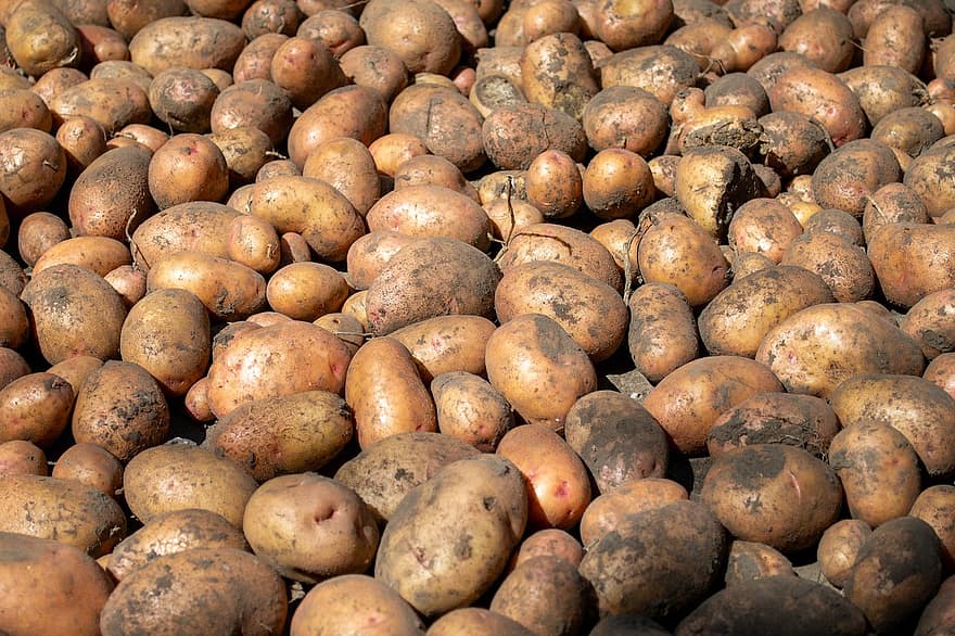 potatisar, skörda, producera, rot, grävde upp, rotfrukter, skörd, Produkter, grönsaker, En hög med potatis, hälsosam