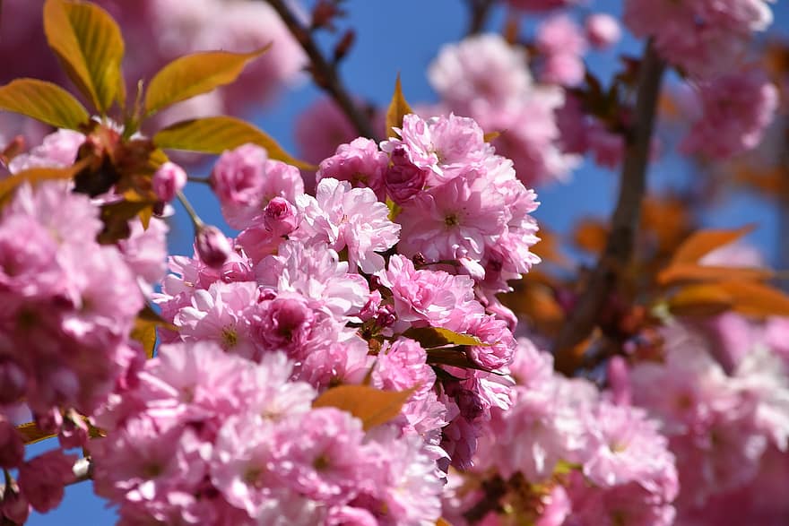 цвітіння, рожевий, весна, квітка, природи, літо, сад, пелюстки, романтичний, макрос