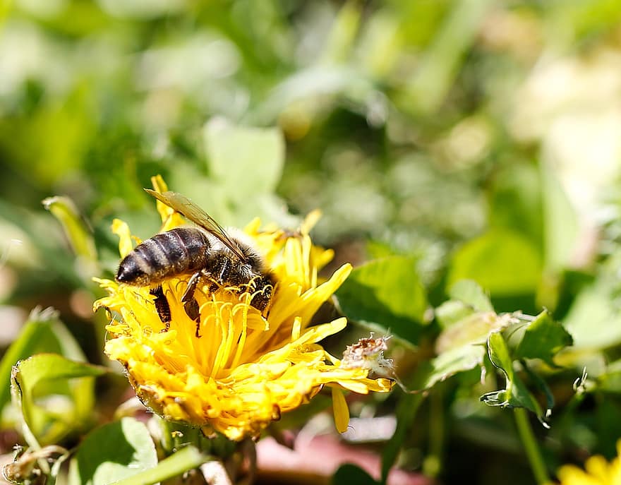 abeja, flor amarilla, polinizar, polinización, pétalos, pétalos amarillos, himenópteros, flora, fauna, naturaleza, de cerca