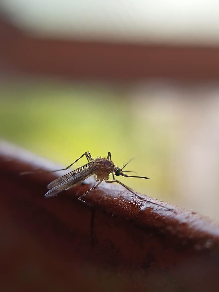 mosquito, verde