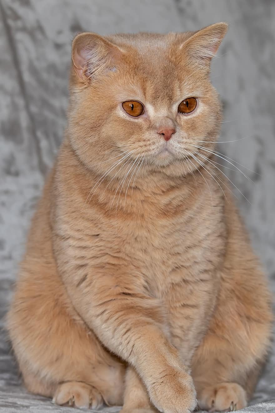 british shorthair, gato, mascota, bkh, gatito, animal, felino, Gato domestico, ojos de cobre, mullido, suave