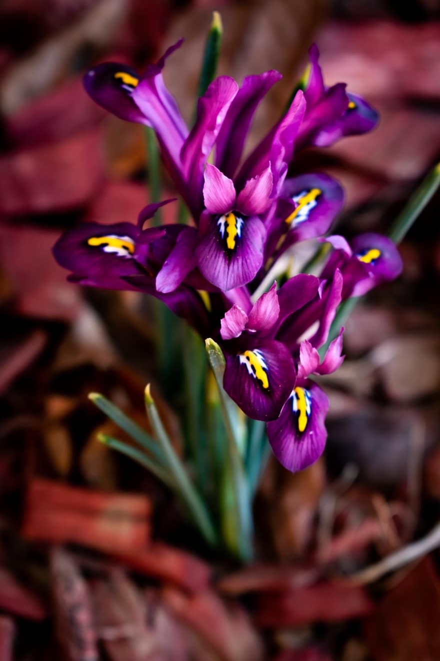 iris, fiori, pianta, fiori viola, petali, fioritura, fiorire, bellissimo, fresco, flora, botanica